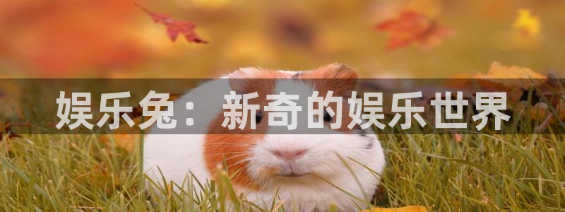 壹号平台下载安装官网